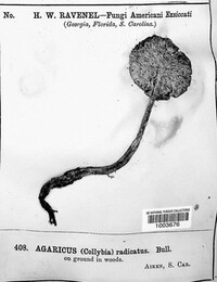 Hebeloma radicosum image